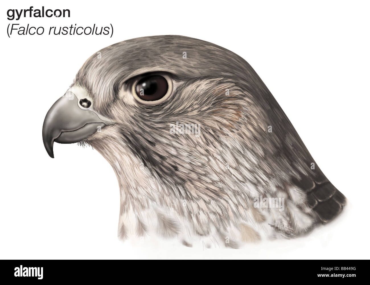 Testa di gyrfalcon (Falco rusticolus) Foto Stock