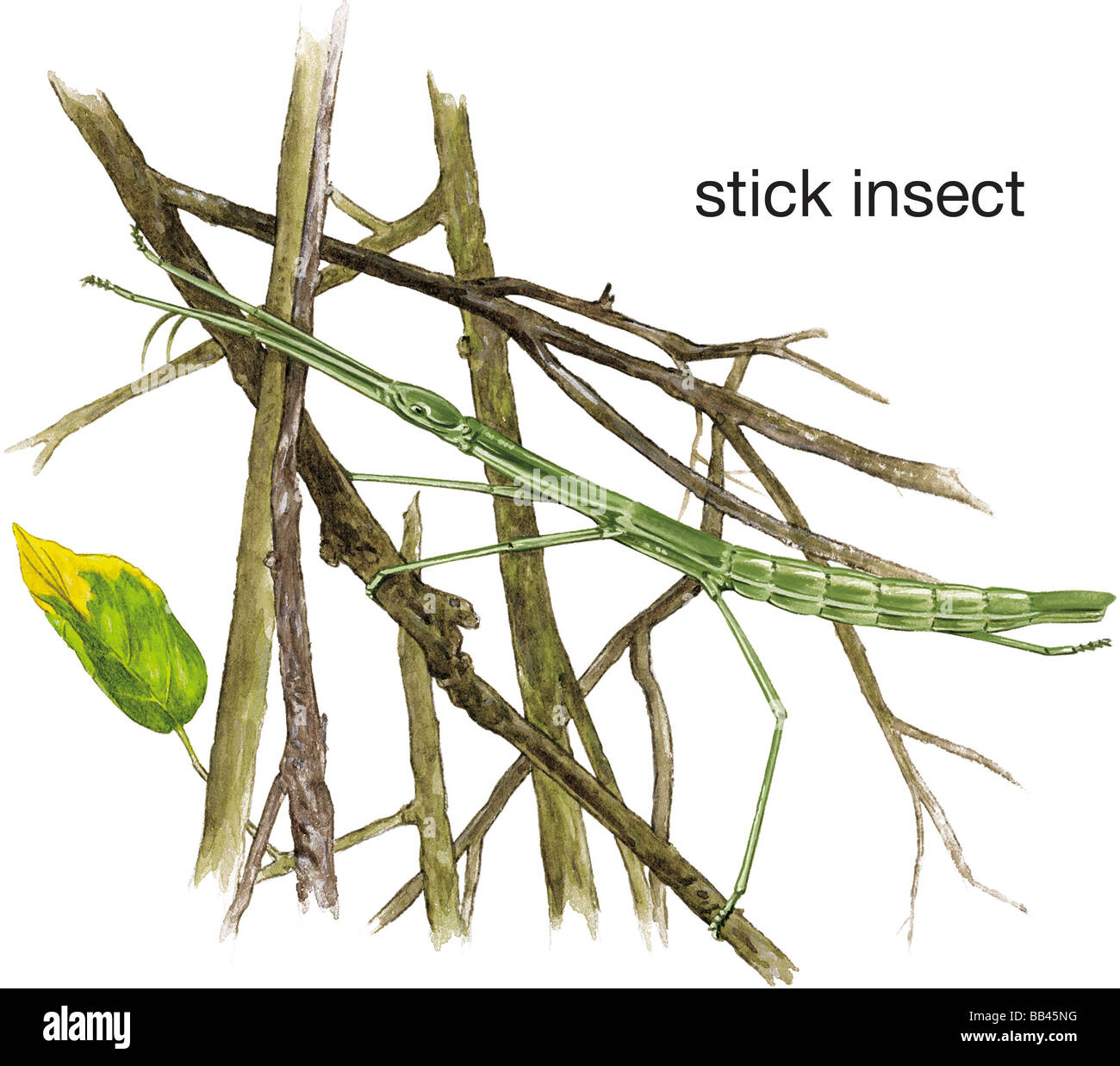 Stick insetto (Diapheromera femorata) sui ramoscelli Foto Stock