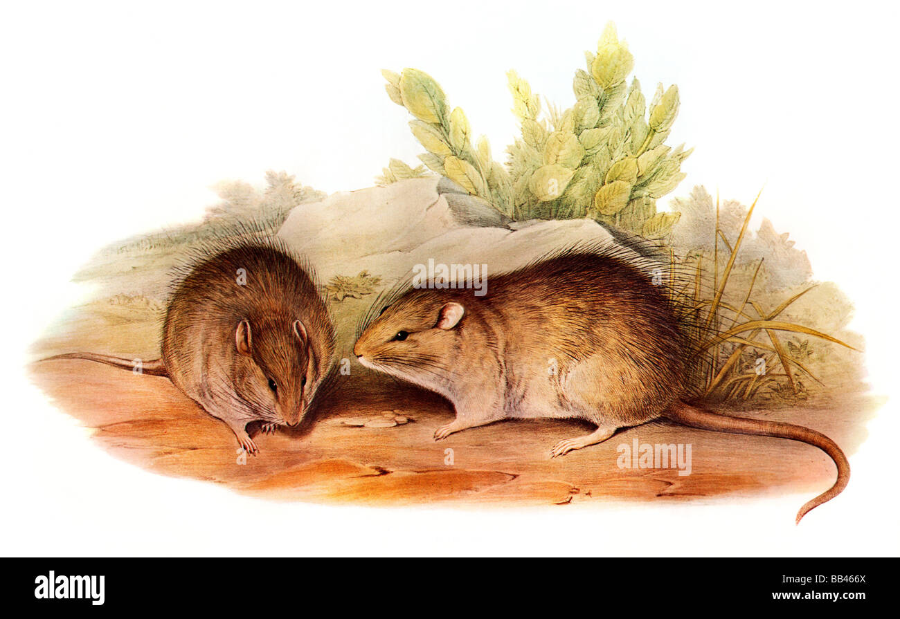 Illustrazione della con i capelli lunghi di ratto (Rattus villosissimus) Foto Stock