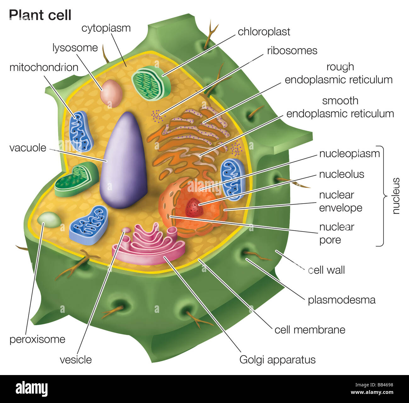 Disegno in sezione di una cellula eucariotica della cellula di pianta. Foto Stock