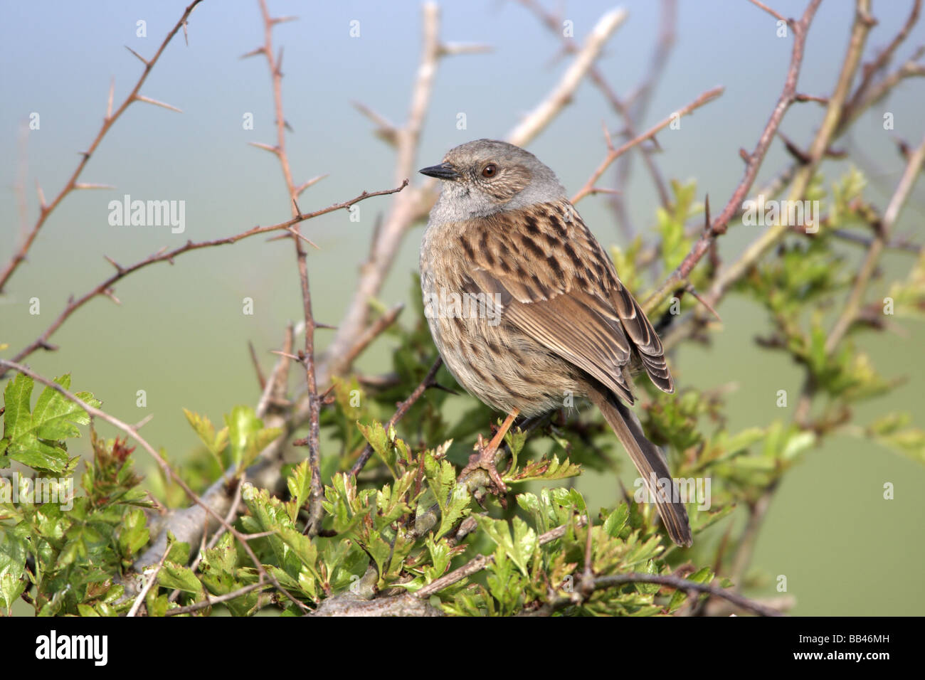 Dunnock o Hedge Sparrow Prunella modularis molla Yorkshire Foto Stock