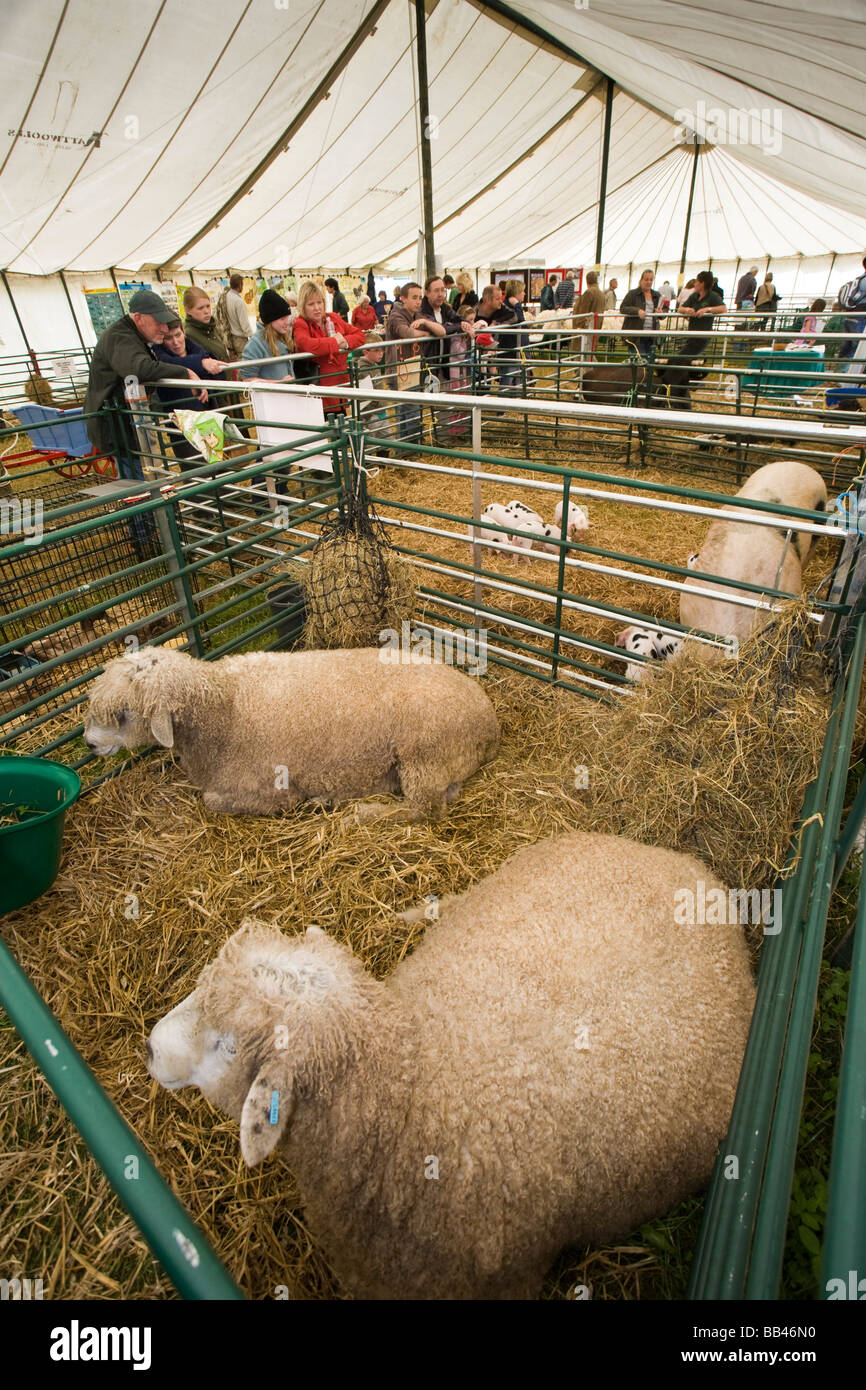 Pecora di razza rara a Cotswold Show 2008, Cirencester, Gloucestershire, Regno Unito Foto Stock