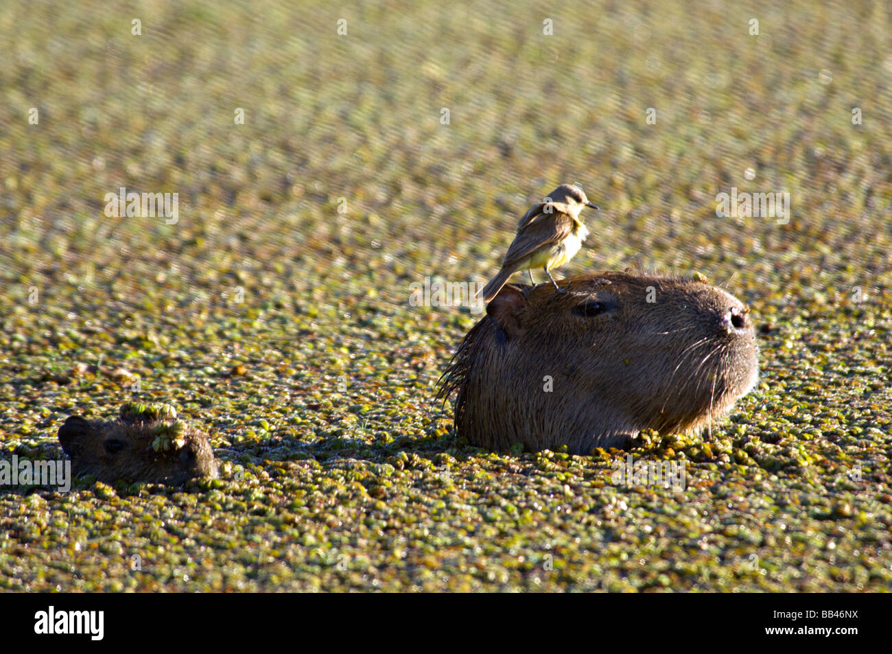 Un Cabybara (Hydrochaeris hydrochaeris) e il suo bambino nuotare attraverso una coltre di piante acquatiche in una laguna mentre un uccello intoppi un Foto Stock