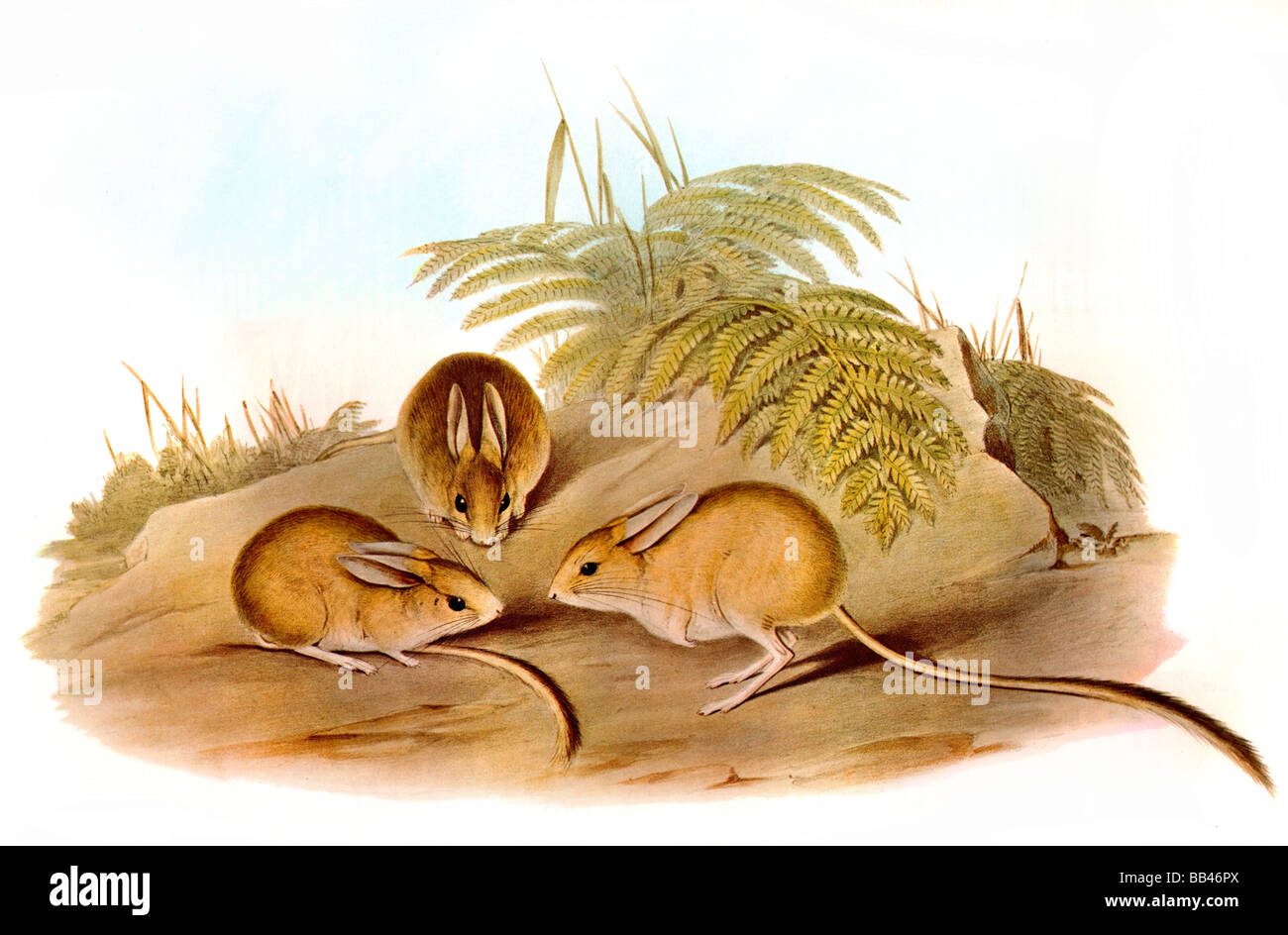 Illustrazione del fulvo Hopping Mouse (Notomys cervinus) Foto Stock