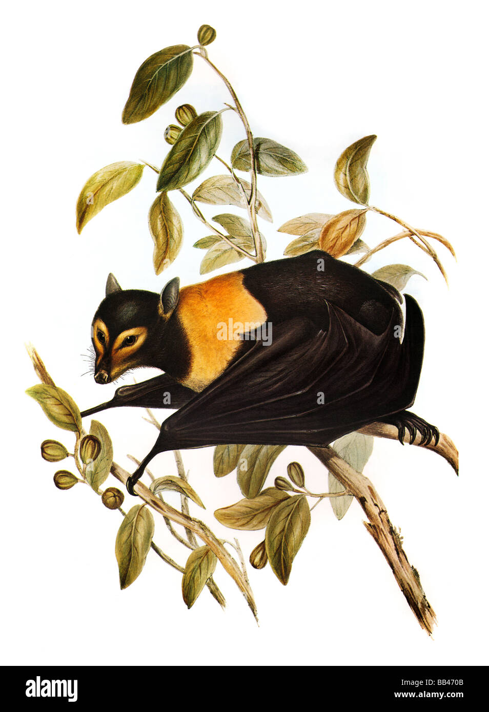 Illustrazione della Spectacled flying fox Foto Stock