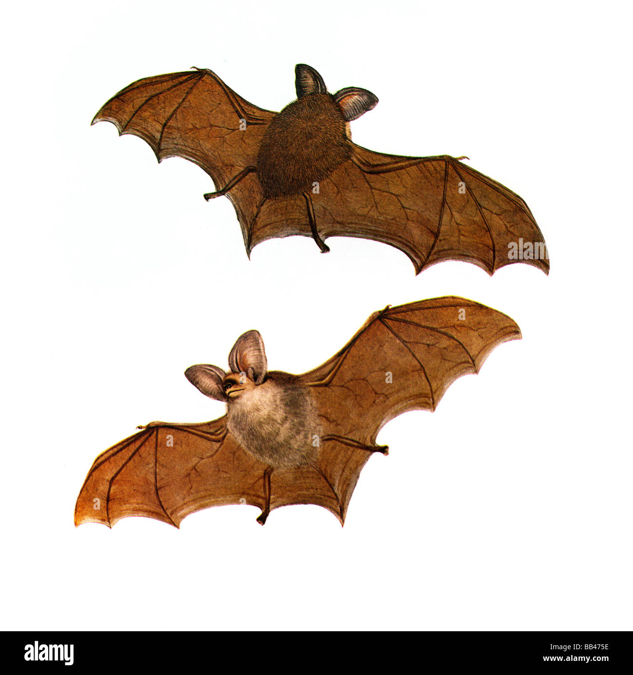 Illustrazione della minore Long-Eared Bat (Nyctophilus geoffroyi) Foto Stock
