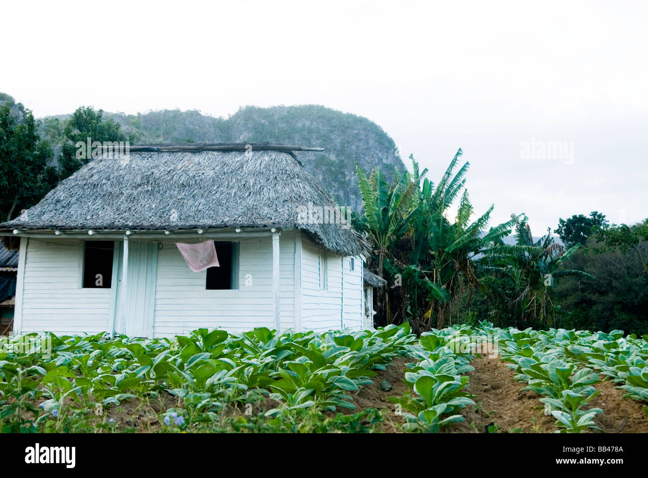 Una piccola casa circondata da giovani piante di tabacco si siede sotto colline di pietra calcarea in un ambiente tropicale impostazione pastorale, Vinales, Cuba. Foto Stock