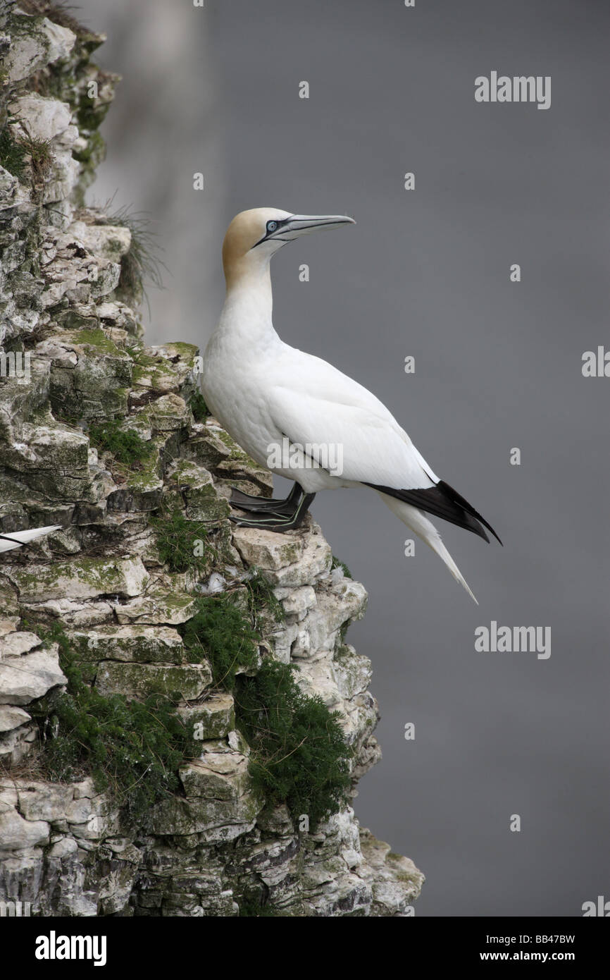 Gannett Sula bassana Bempton Cliffs RSPB riserva molla dello Yorkshire Foto Stock