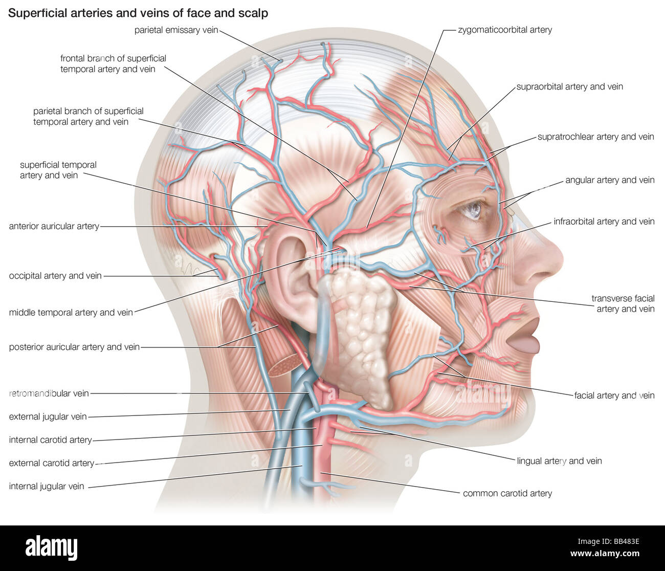 Arterie superficiali e le vene del viso e del cuoio capelluto Foto Stock