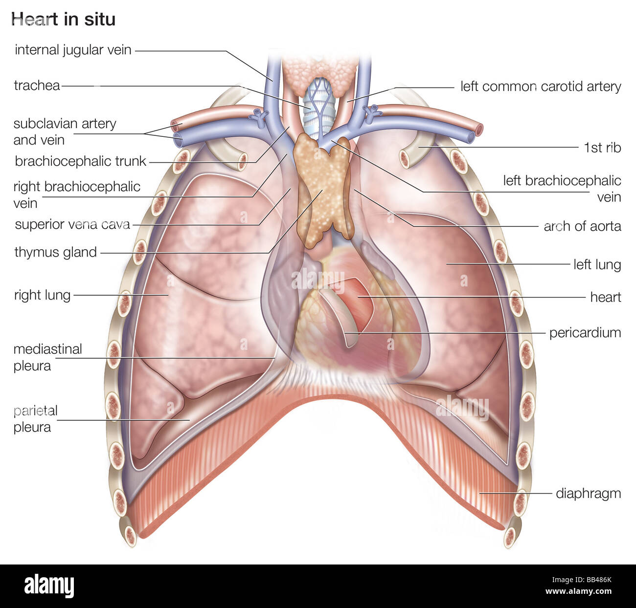 Cuore umano in situ Foto Stock