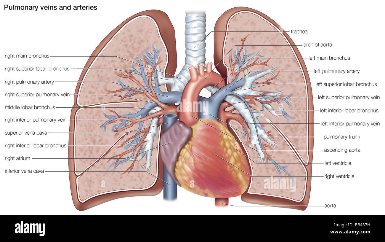 Vene polmonari e le arterie Foto Stock