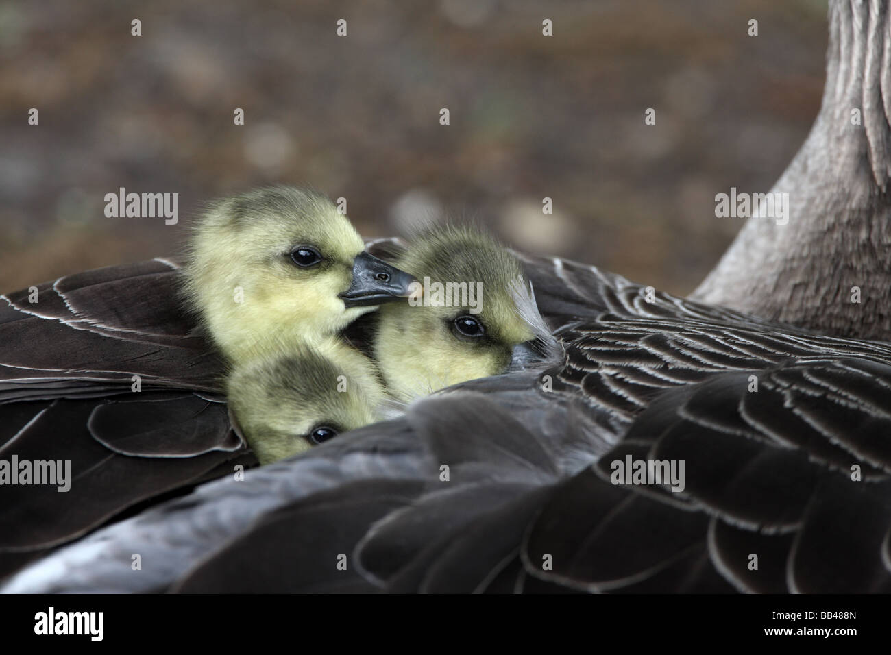 Graylag goose Anser anser pulcino molla di Londra Foto Stock