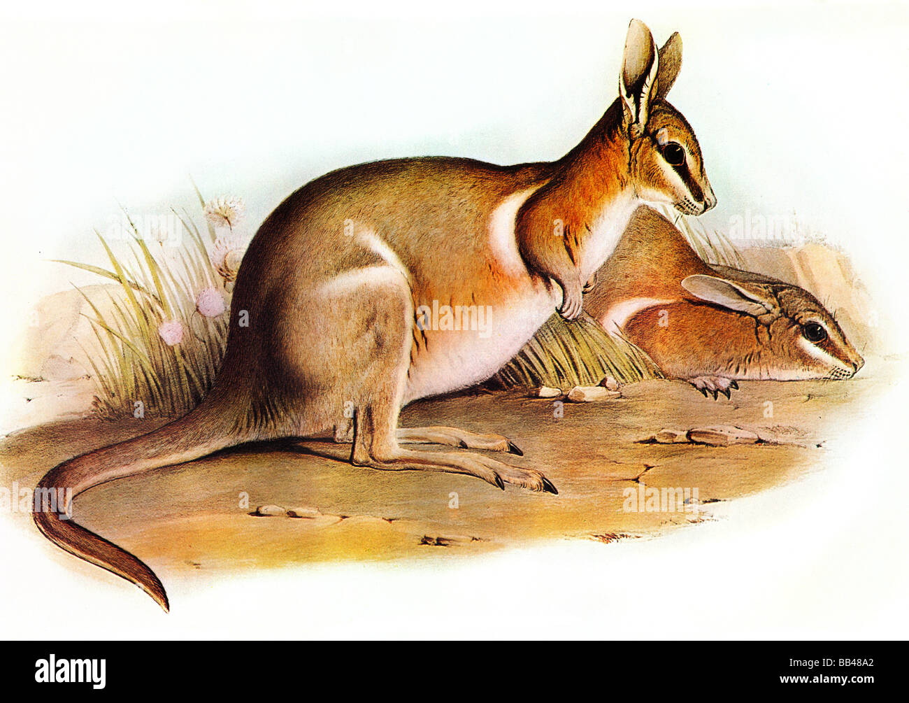 Illustrazione del Crescent Nail-tail Wallaby,Onychogalea lunata Foto Stock
