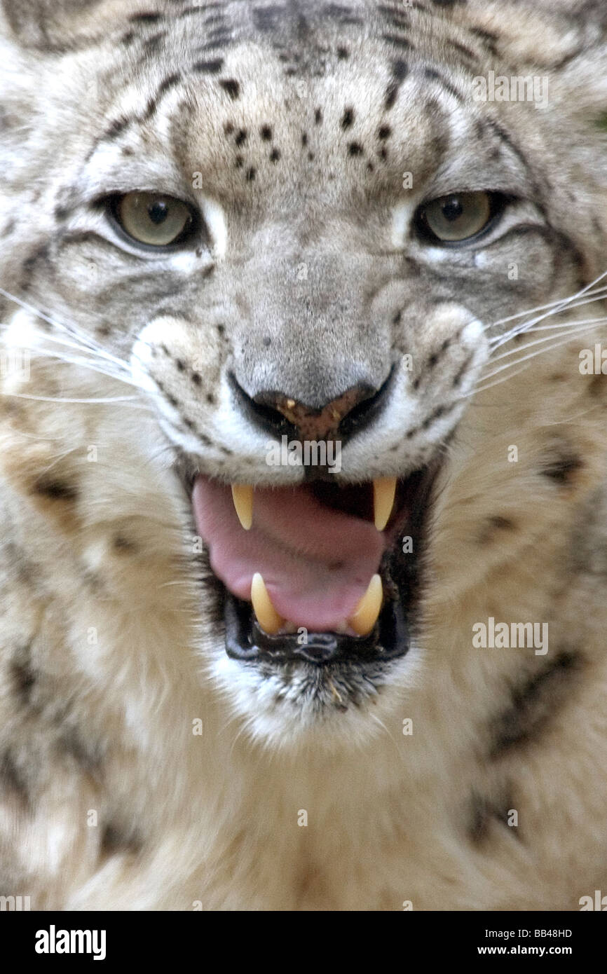 Maschio di Snow Leopard (Panthera uncia) Fleming, all'Lo Zoo di Los Angeles, CA, Stati Uniti d'America Foto Stock