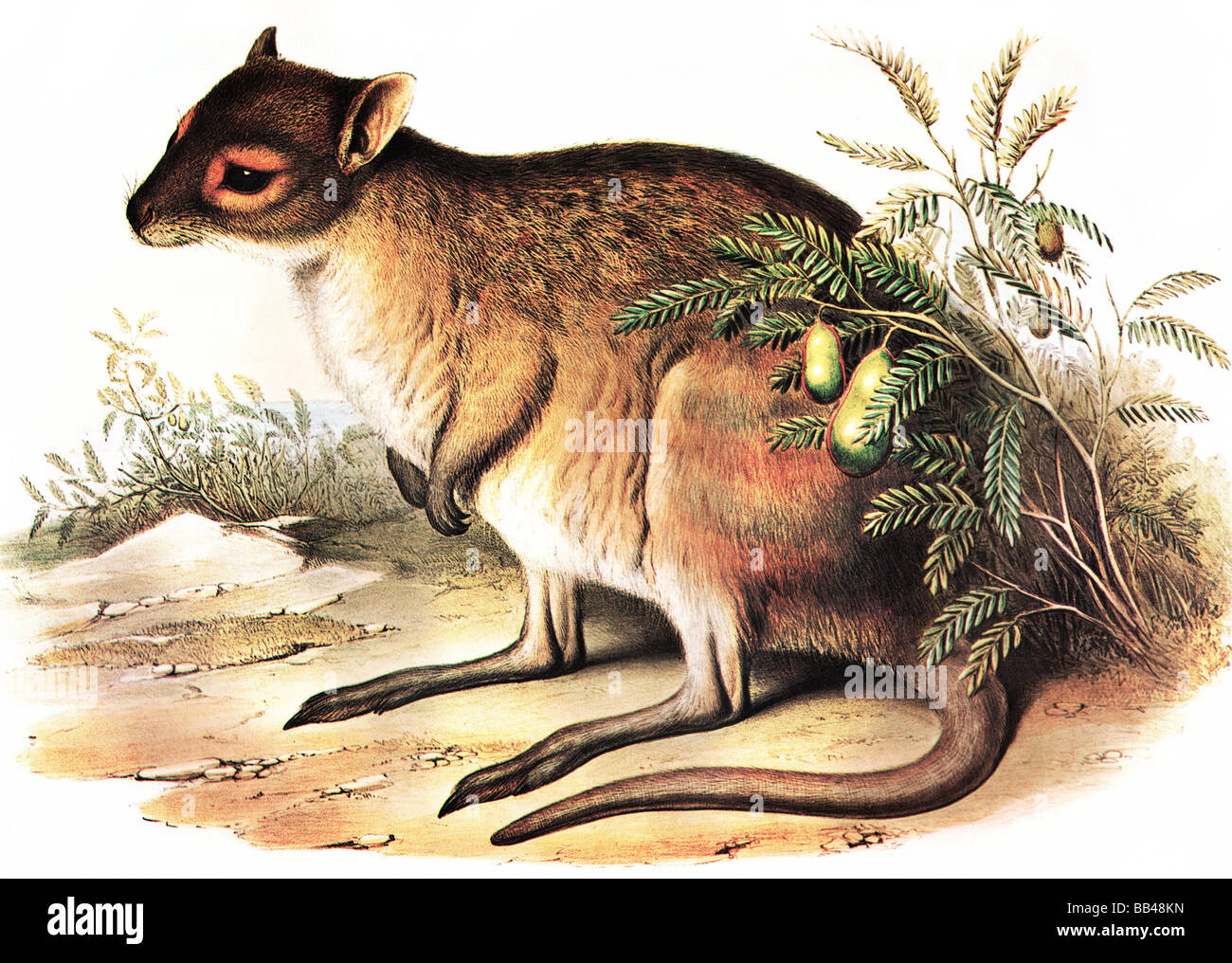 Illustrazione della Spectacled lepre-wallaby,Lagorchestes conspicillatus Foto Stock
