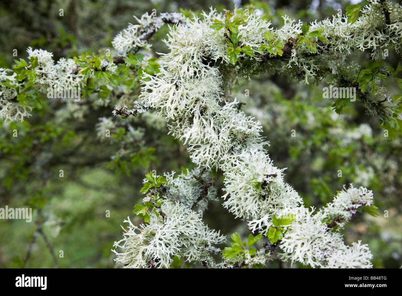 I licheni coprono un albero di biancospino vicino Hareshaw Linn in Northumberland Foto Stock