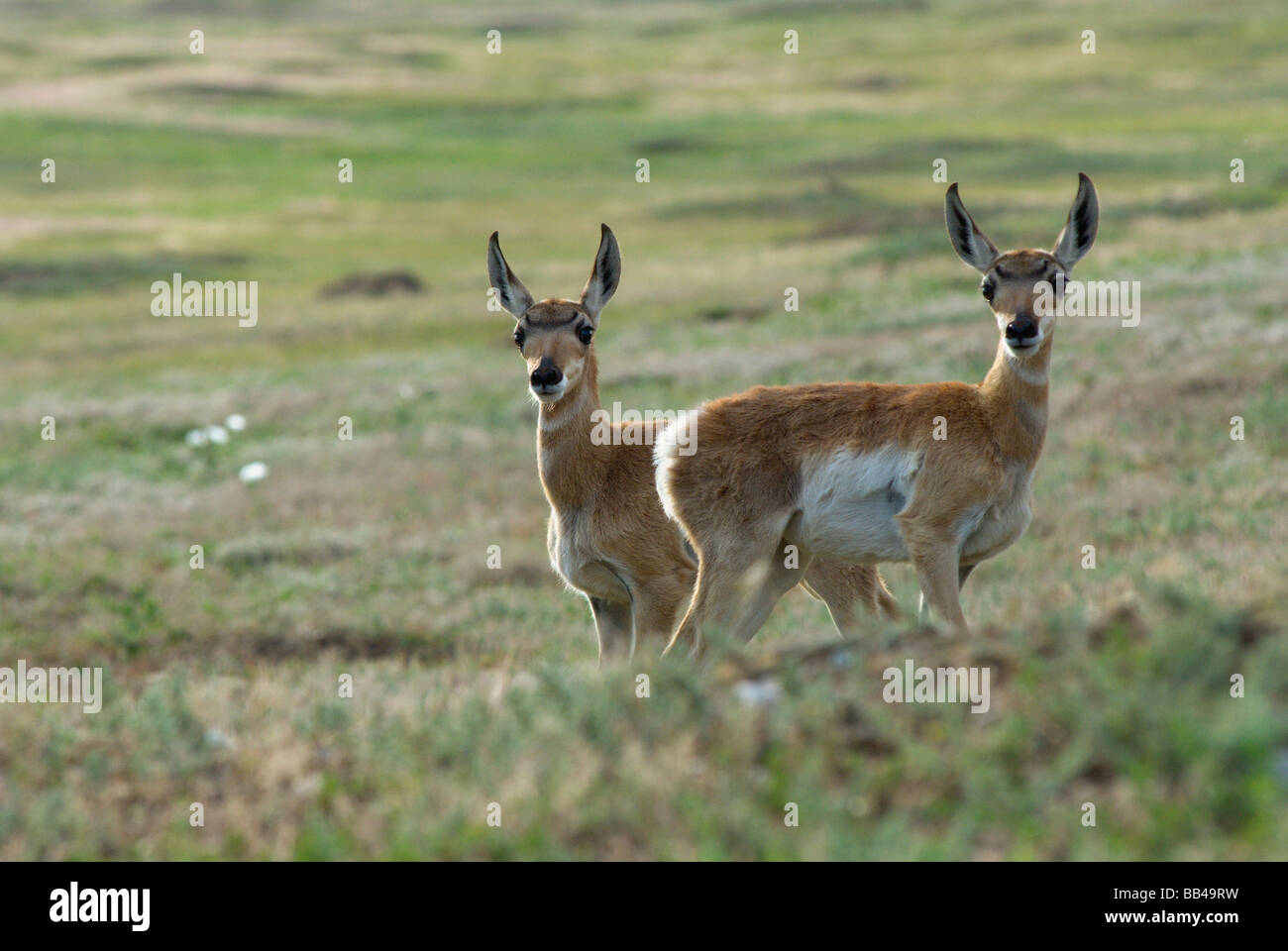 Twin pronghorn antelope cerbiatti (Antilocapra americana) stare fuori oltre i pascoli del Parco nazionale della Grotta del Vento, nel Black Hi Foto Stock