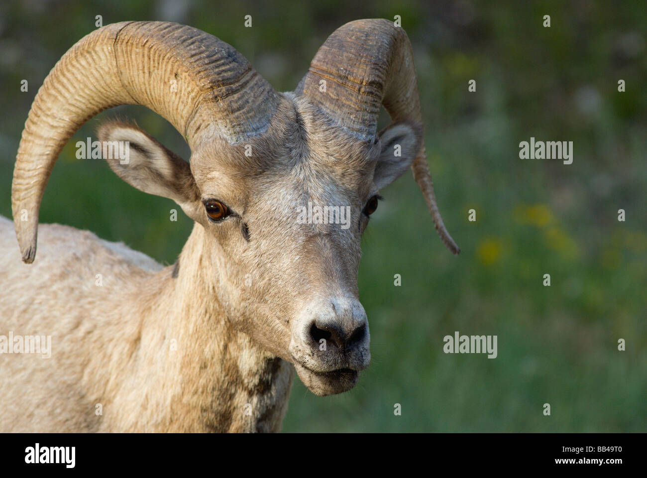 Una montagna rocciosa Bighorn (Ovis canadensis canadensis) si ferma lungo la strada nel Custer State Park, Black Hills nei pressi del Monte R Foto Stock