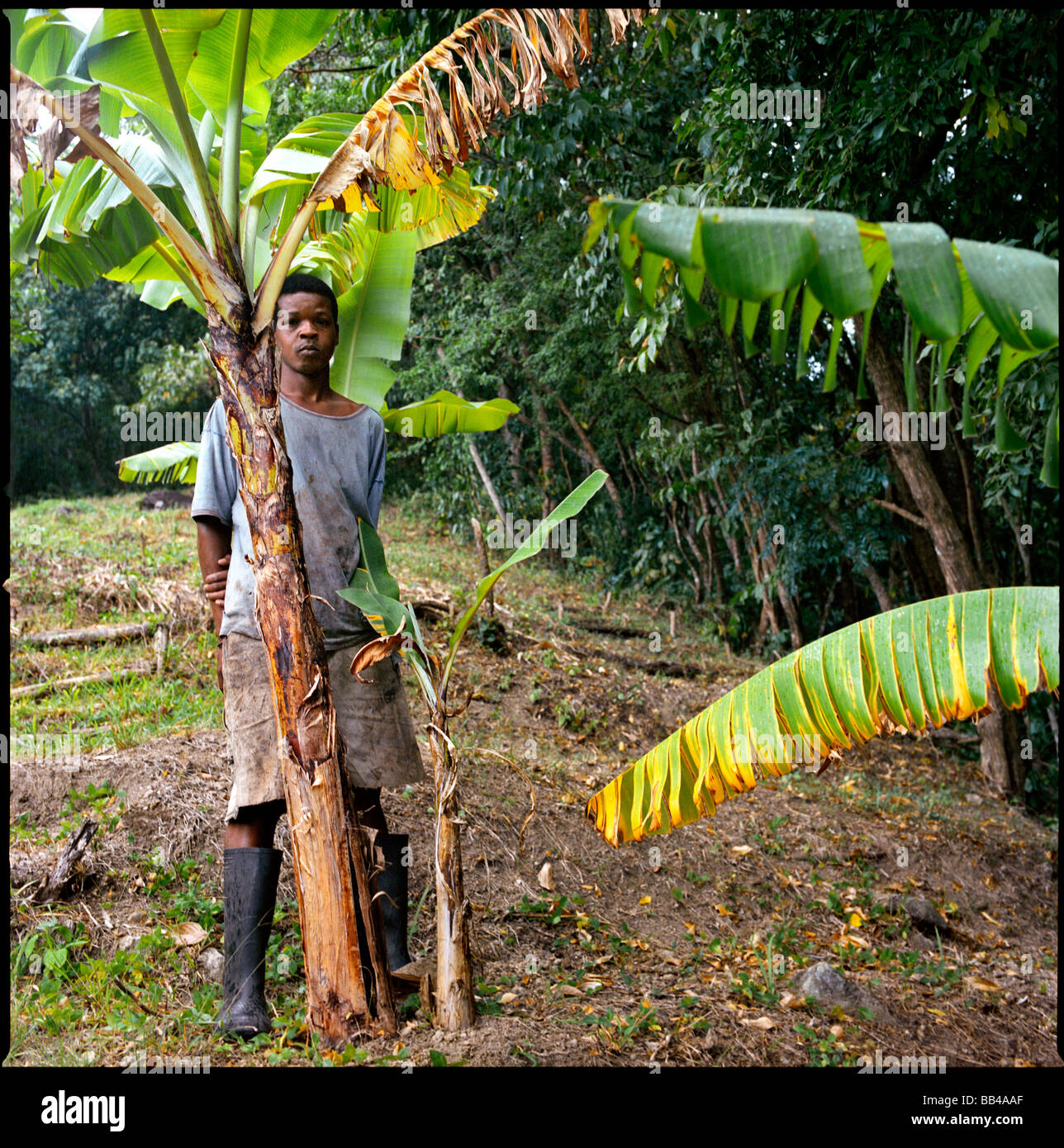Un giovane lavoratore dei Caraibi pioggia cerca riparo sotto un albero di palma Foto Stock