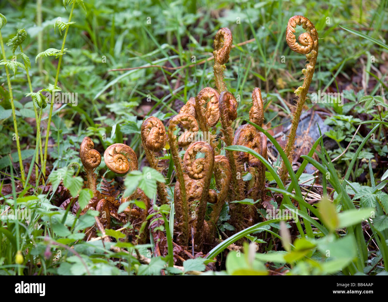 Nuovo fronde di felce (Dryopteris) la distensione nel bosco a Ardgartan Scozia Scotland Foto Stock