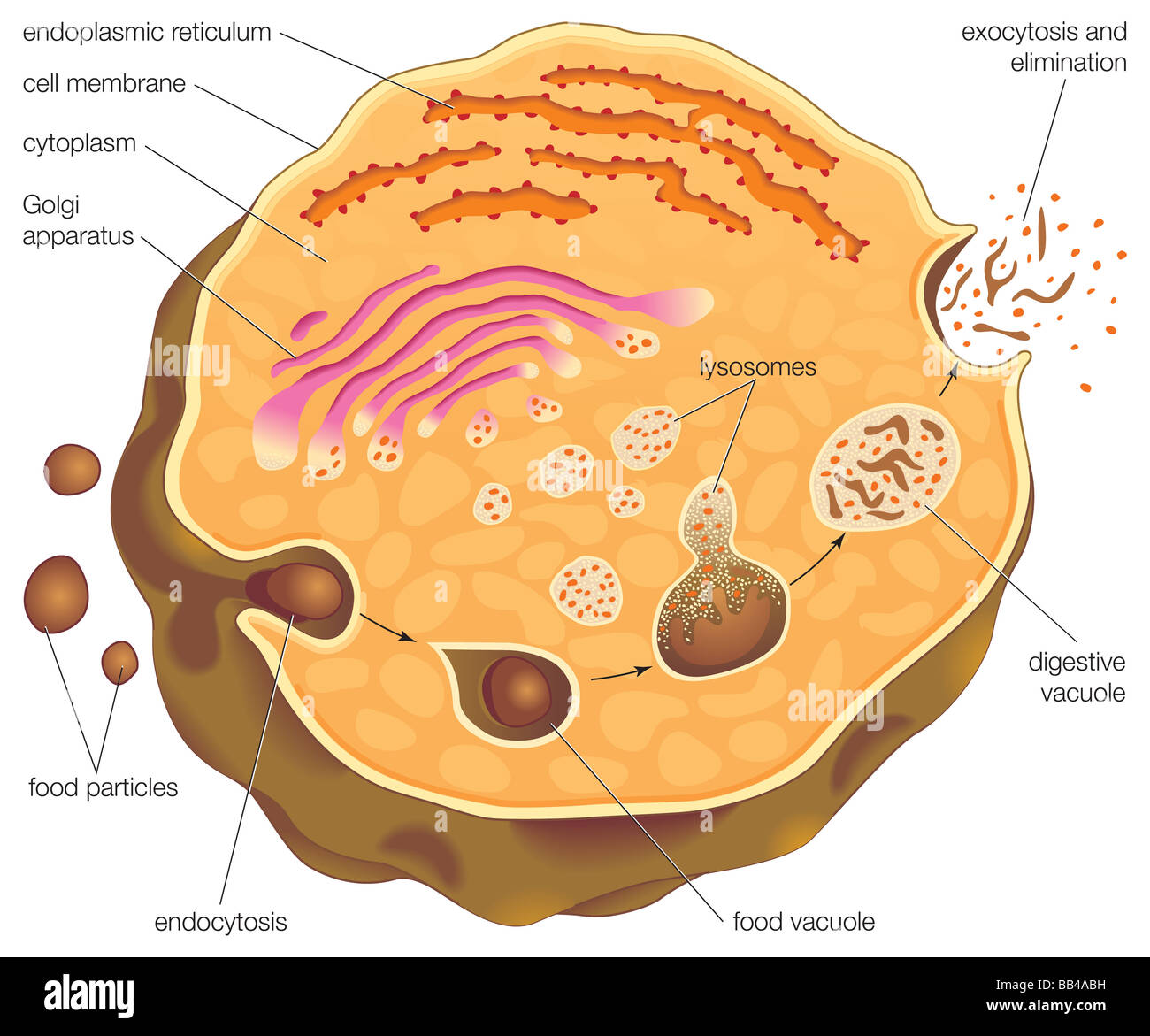 Diagramma che illustra la digestione intracellulare e del ruolo che i lisosomi gioca nella capacità di assorbimento e di espulsione delle particelle di cibo. Foto Stock