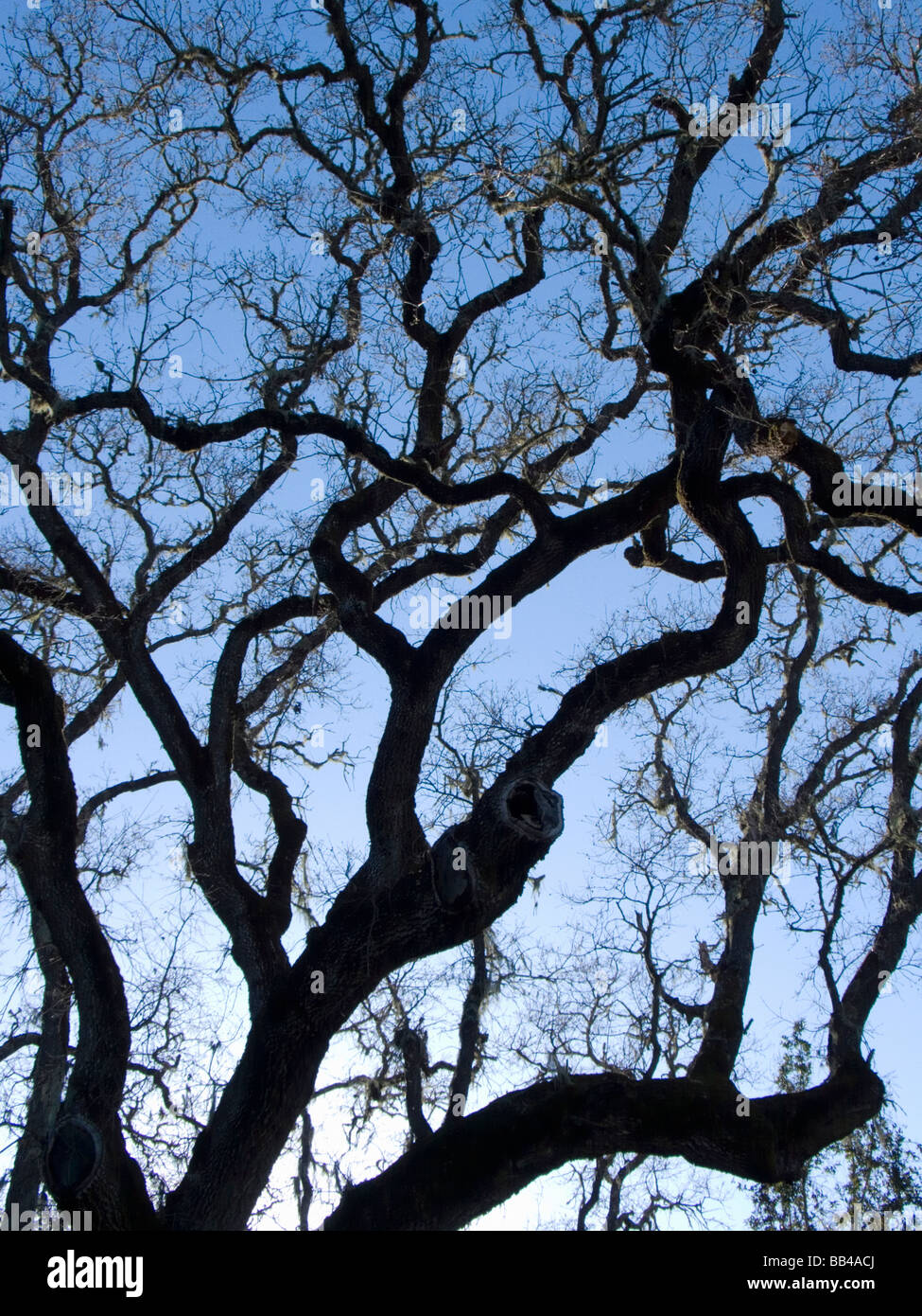 Twisted, arido, rami di alberi in tarda primavera in Atacadero, California Foto Stock