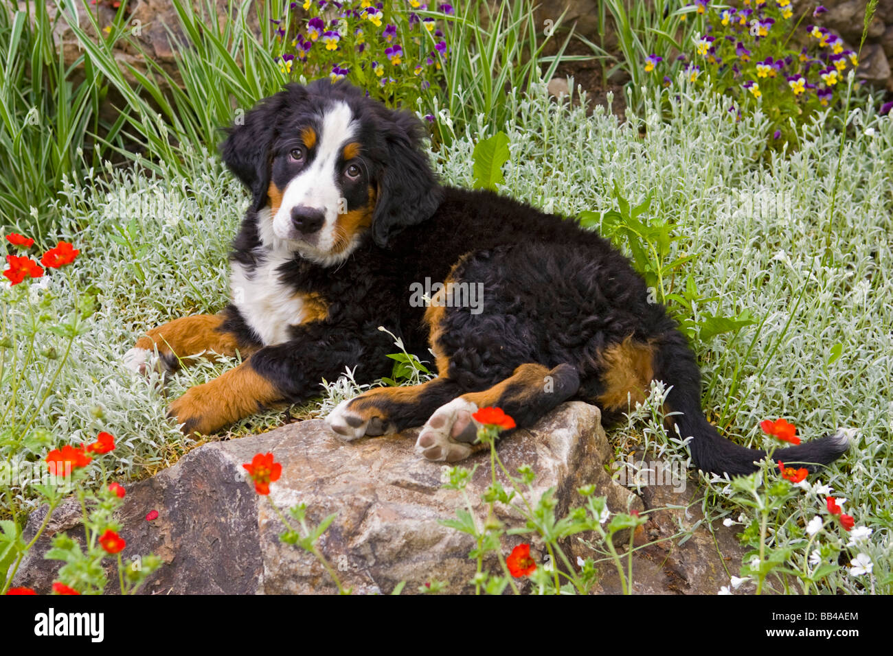 Stati Uniti d'America, Colorado, Breckenridge. Femmina di Bovaro del Bernese giacente in giardino. Foto Stock