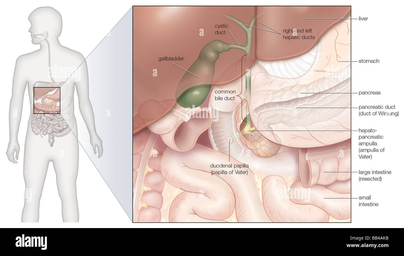 La cistifellea e i dotti biliari in situ Foto Stock