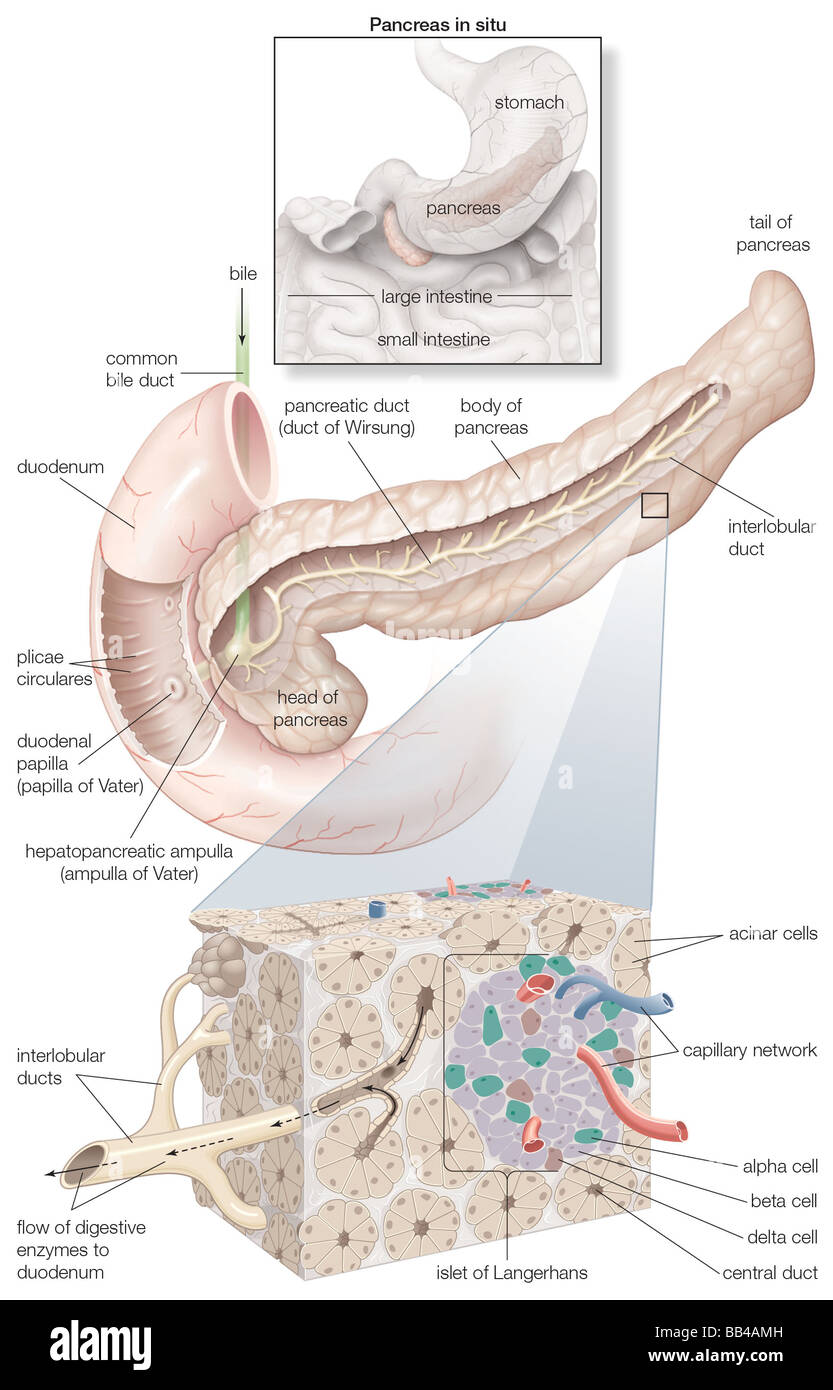 Diagramma che descrive in dettaglio le parti del pancreas, nonché un inset della sua in situ e la posizione di un riquadro di istologia Foto Stock