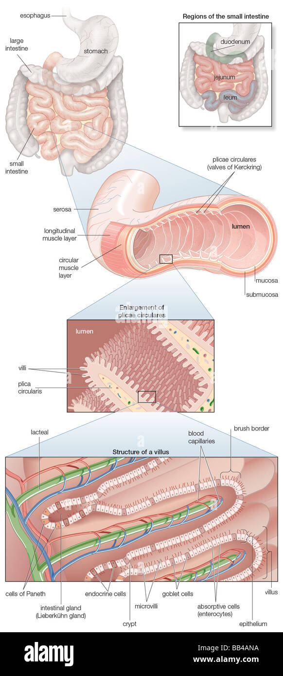 Schema dell'intestino umano, con ingrandimenti di muscolatura, mucosa istologia e le sue regioni in situ Foto Stock