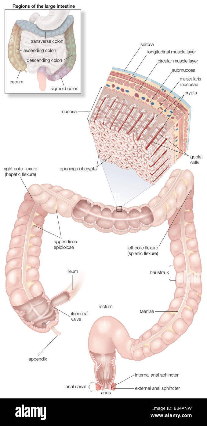 Schema dell'umano grandi intestini, compresi e inset della sua muscolatura e mucosa istologia e un riquadro delle sue regioni Foto Stock