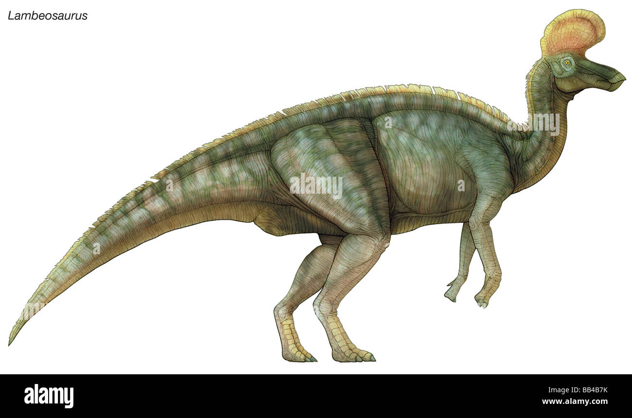Lambeosaurus, 'Lambe la lucertola,' tardo Cretaceo dinosauro. Un robusto erbivoro con un distintivo cresta di testa. Foto Stock