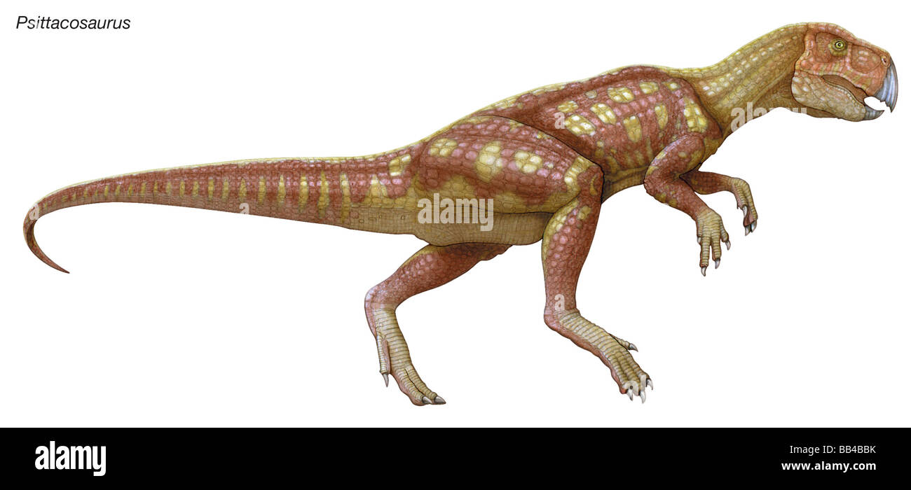 Psittacosaurus, 'pappagallo lizard,' Primo Cretaceo dinosauro, erbivoro di piccole dimensioni con un breve testa, becco parrotlike e guancia di corna. Foto Stock
