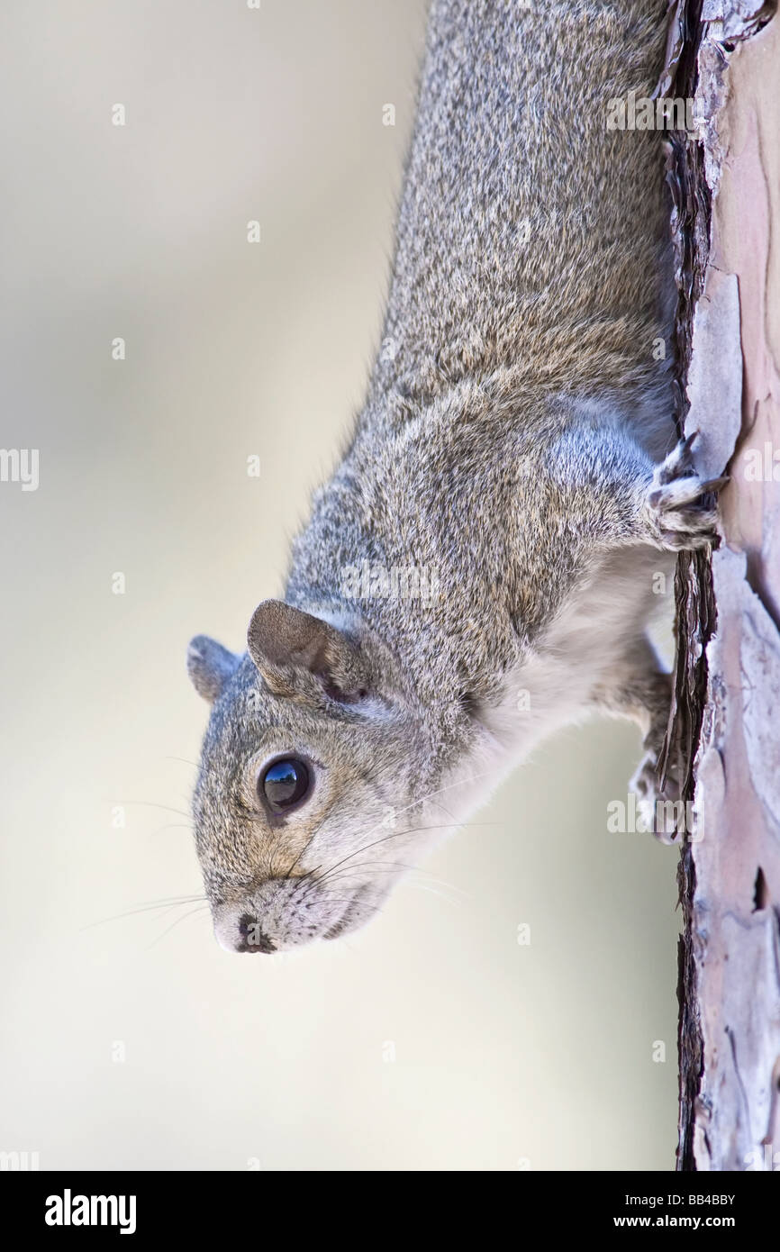 Un americano di scoiattolo grigio Foto Stock