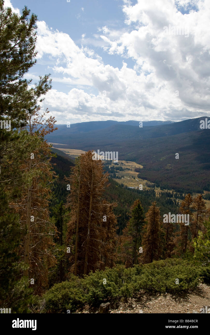 Colorado, Rocky Mountain National Park. Trail Ridge Road. Mountain Pine Beetle distruzione della loro foresta. Foto Stock