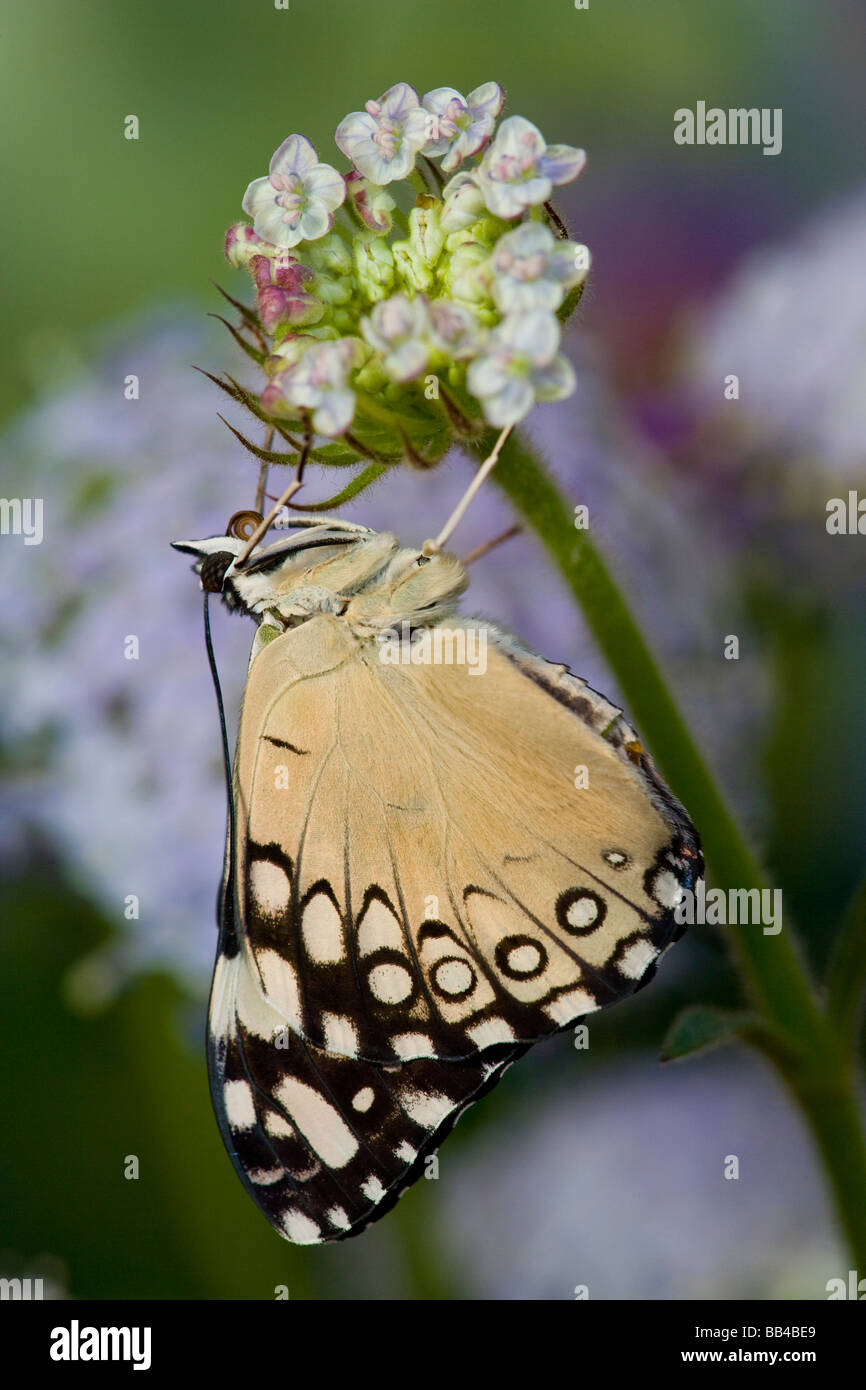 Sammamish Washington farfalle tropicali fotografia di Hamadryas feronia il Cracker grigio Butterfly Foto Stock