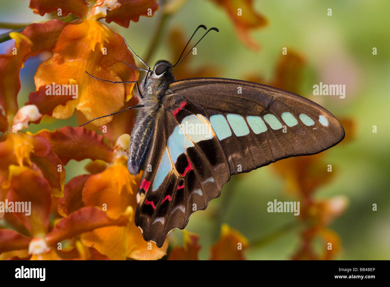 Sammamish Washington farfalle tropicali fotografia di Graphium doson il Comune Jay Butterfly su Orchid Foto Stock
