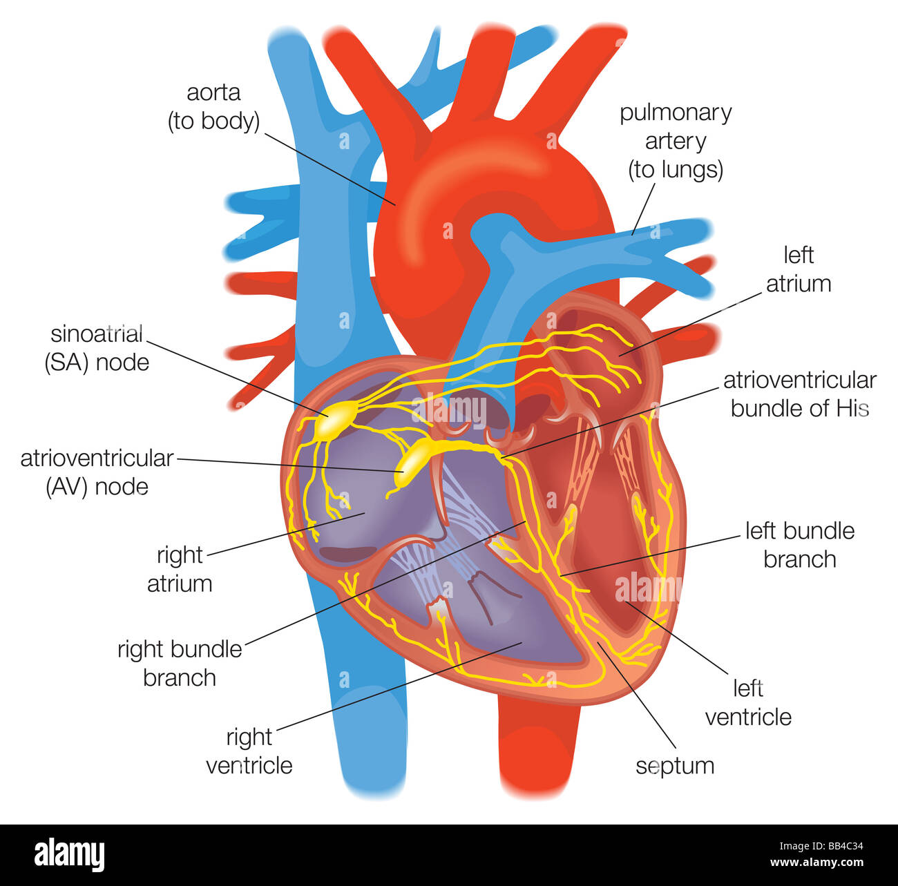 La conduzione elettrica nel cuore in individui sani è controllata dal pacemaker cellule nel nodo senoatriale. Foto Stock