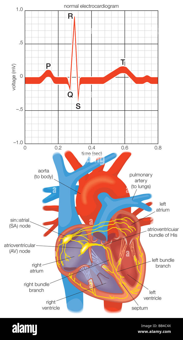 Elettrocardiogramma delle contrazioni alternata durante un heartbeat e uno schema di cuore la impulse-sistema conduttore. Foto Stock