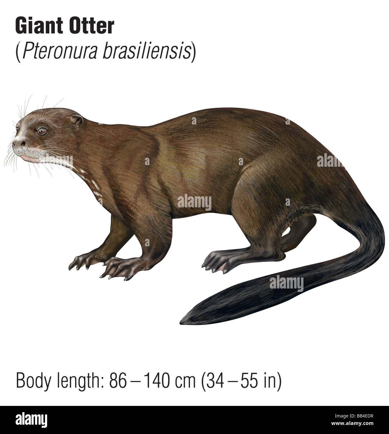 Lontra gigante (Pteronura brasiliensis), una specie in via di estinzione Foto Stock