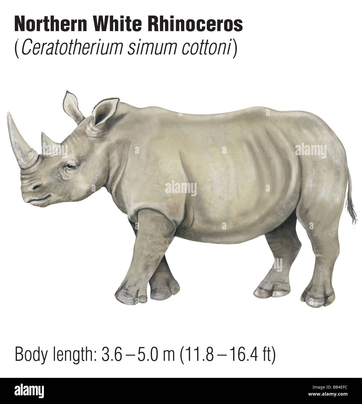 Nord del rinoceronte bianco (Ceratotherium simum cottoni), una specie in via di estinzione Foto Stock