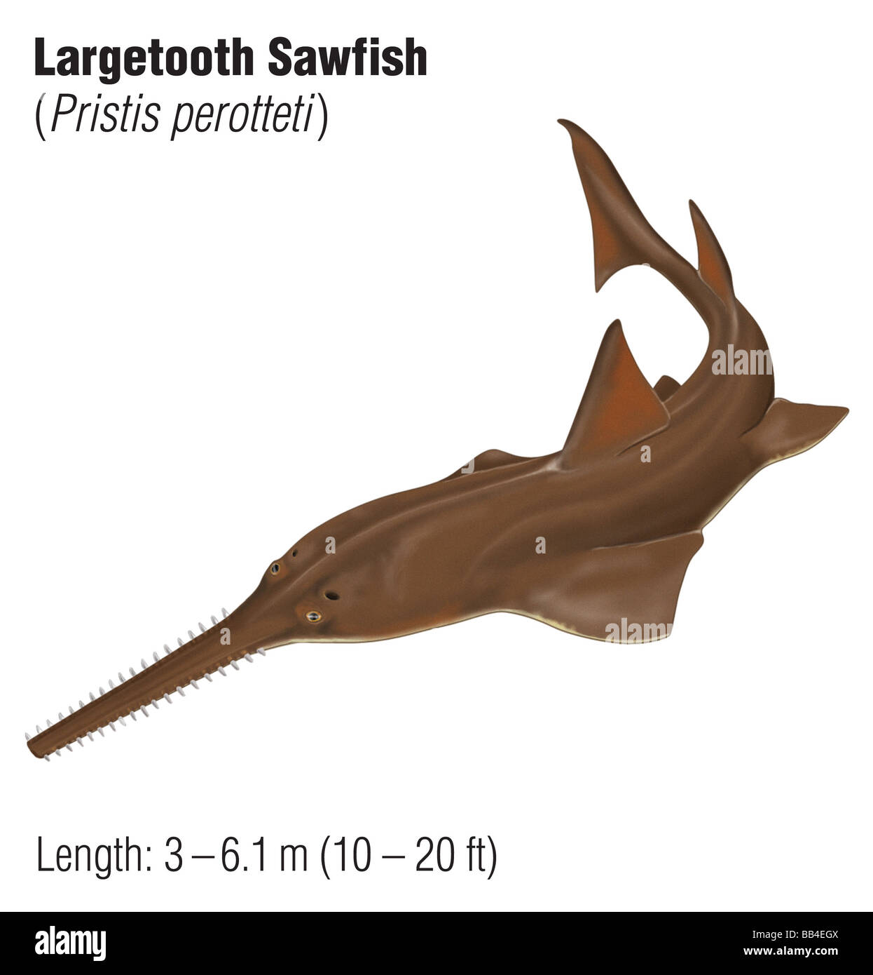 Sawfish Largetooth (Pristis perotteti), una specie in via di estinzione Foto Stock