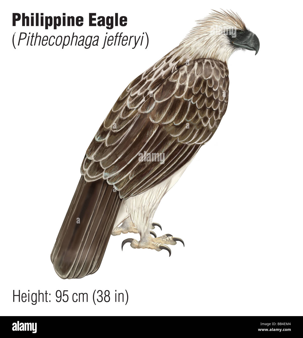 Philippine eagle (Pithecophaga jefferyi), una specie in via di estinzione Foto Stock