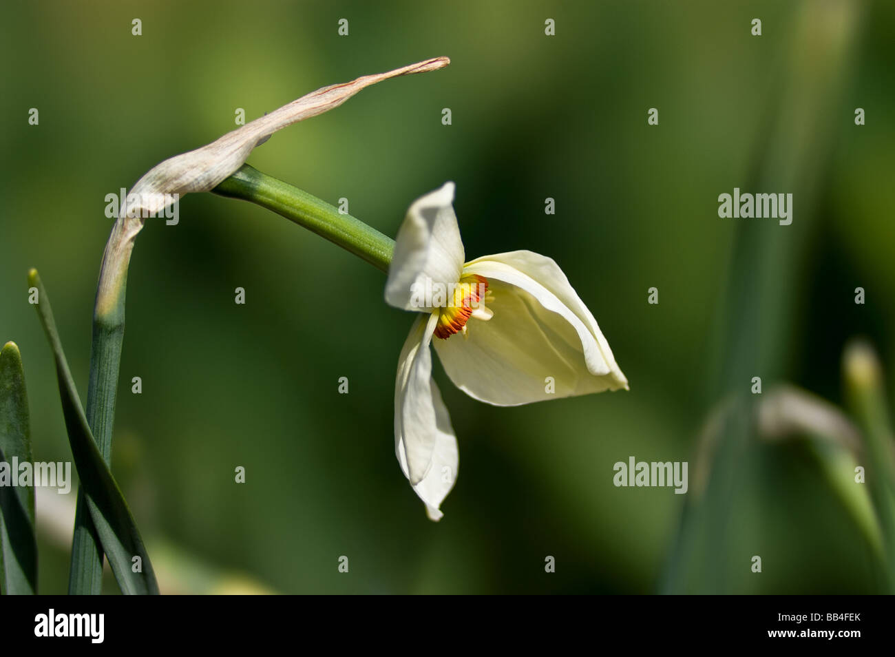 Narciso bianco Foto Stock