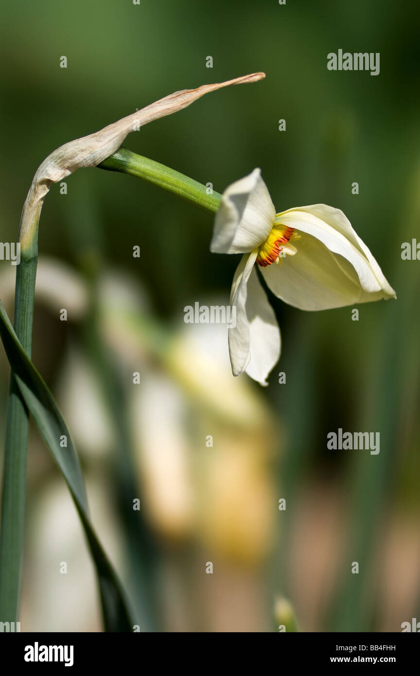 Narciso bianco Foto Stock