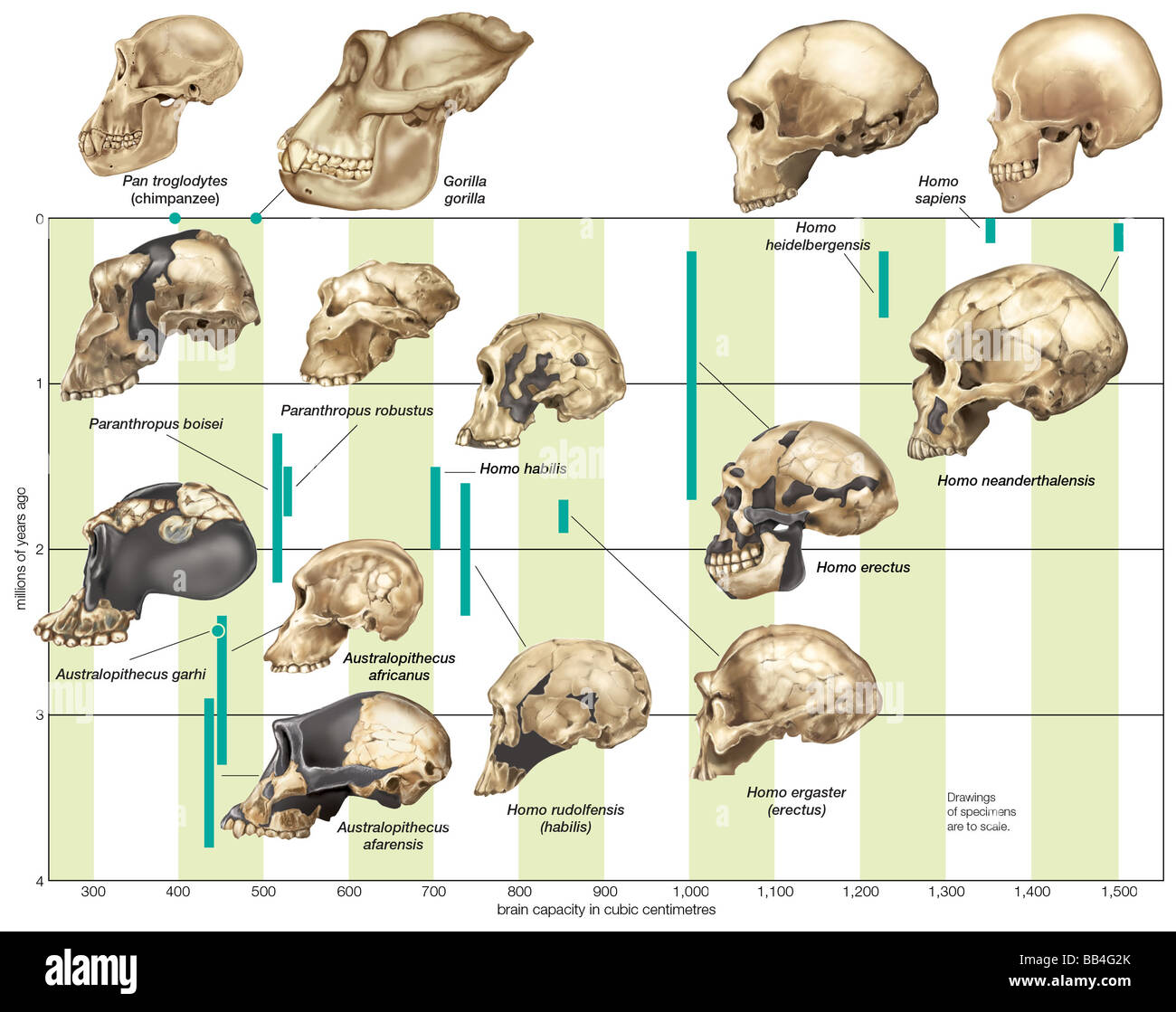 L'aumento in hominin capacità craniche attraverso varie specie nel corso del tempo. Foto Stock