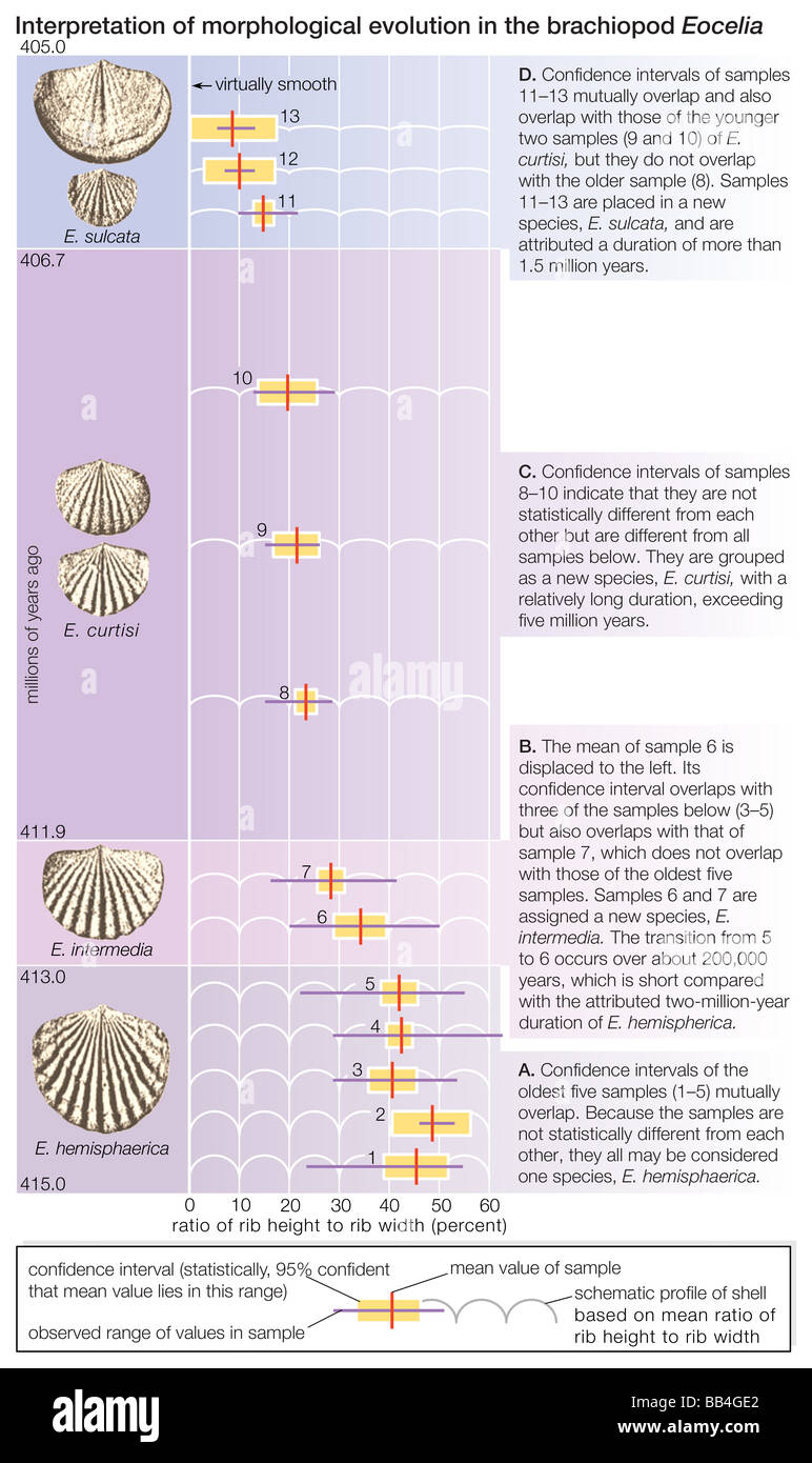 L'evoluzione del brachiopod Eocelia. Le barre orizzontali indicano la gamma osservata di resistenza di costa tra i reperti fossili. Foto Stock