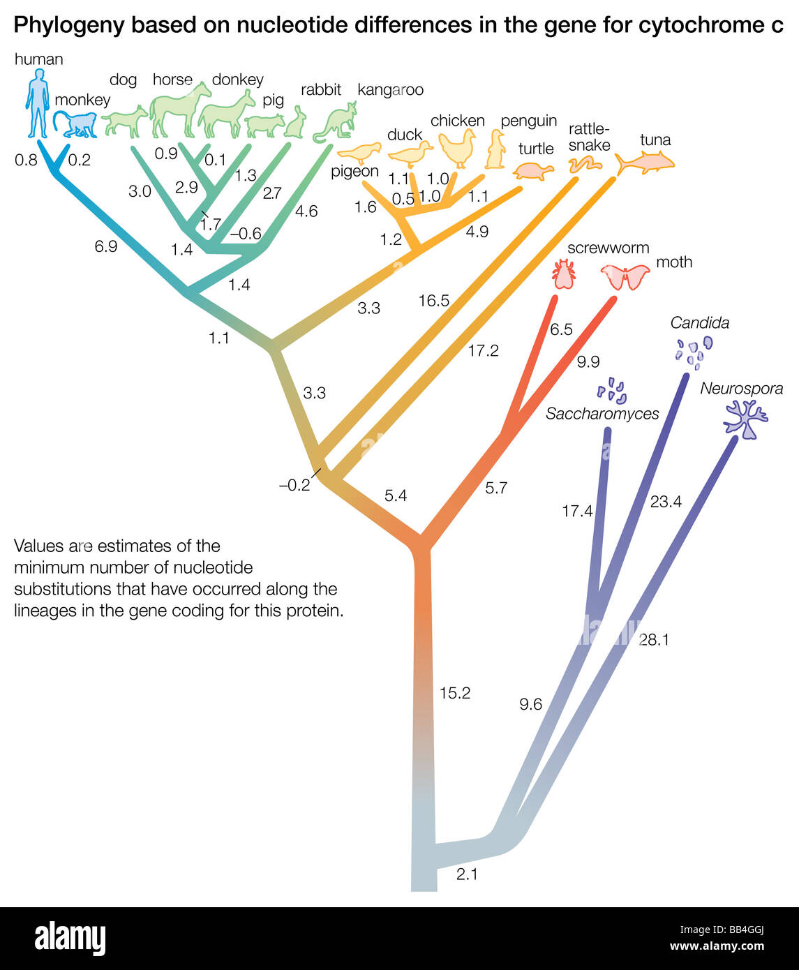 Filogenesi sulla base di differenze di sequenza della proteina del citocromo c in organismi che vanno da Neurospora stampo per gli esseri umani. Foto Stock
