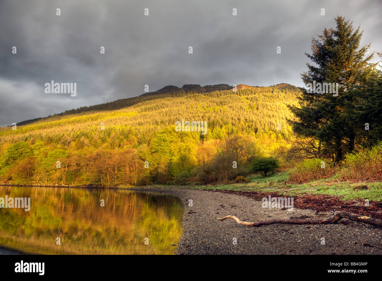 La mattina presto la luce fa risaltare i colori di primavera dei boschi attorno a Loch Long in Scozia Foto Stock
