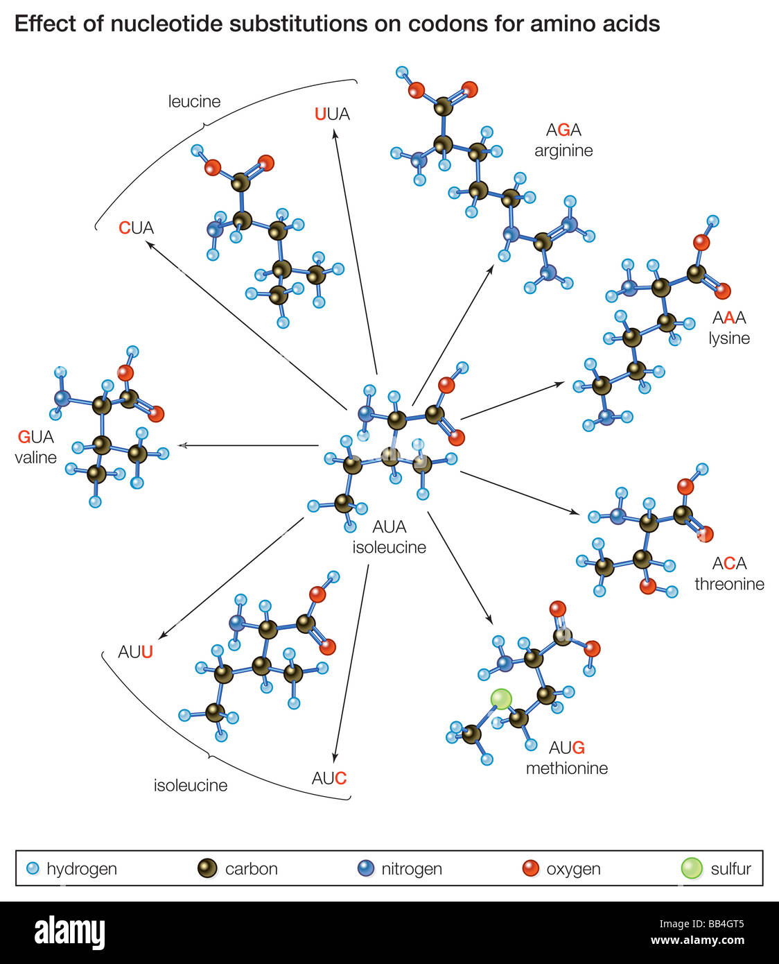 Le mutazioni di punto. Come le modifiche apportate a un acido nucleico di una tripletta portano a differenti amminoacidi nella proteina. Foto Stock